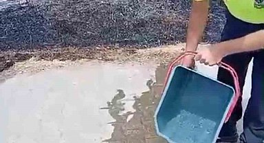 Yanan otların arasından kurtardığı kaplumbağayı suyla serinletti