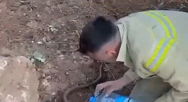 Yangından etkilenen oluklu kertenkelenin yardımına orman işçileri yetişti