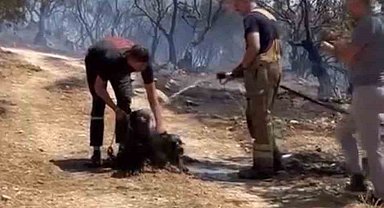 Yangından kurtarılan köpekler böyle görüntülendi