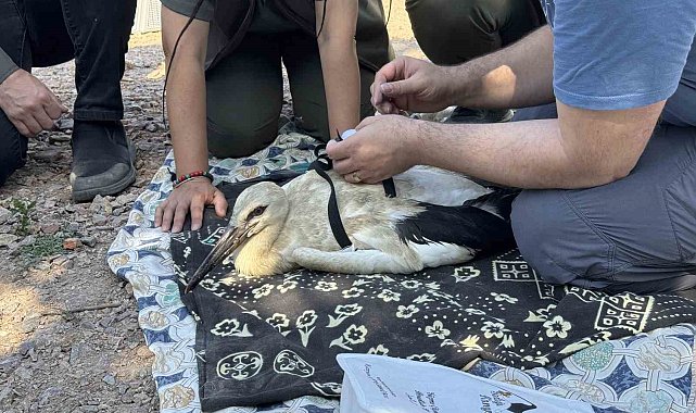 Yaren'in yavruları, uydudan takip edilecek