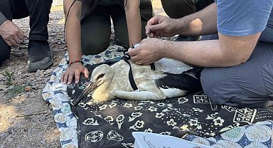 Yaren'in yavruları, uydudan takip edilecek