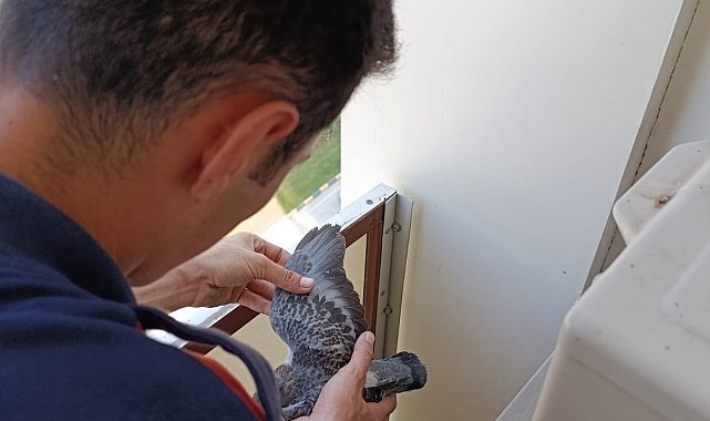 Yavru güvercinlere hayat kurtaran müdahale