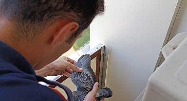 Yavru güvercinlere hayat kurtaran müdahale