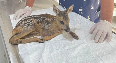 Yavru karaca korumaya alındı