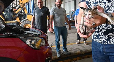 Yavru kedi kurtarma operasyonu