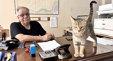 Yavrularını ağzıyla ofise taşıyan anne kedi yürekleri ısıttı