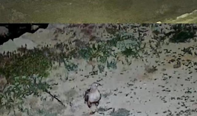 Yayladaki evin bahçesi yabani hayvanların mekanı oldu