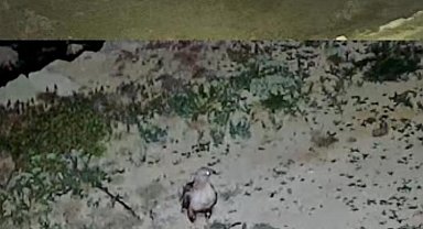 Yayladaki evin bahçesi yabani hayvanların mekanı oldu