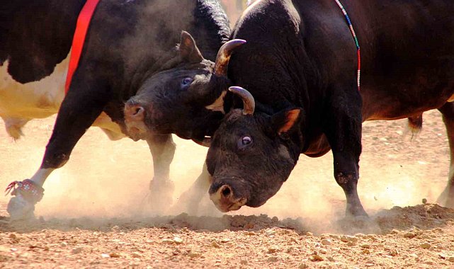 Yelişyurt'ta boğalar eğitim için arenaya çıkacak