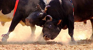 Yelişyurt'ta boğalar eğitim için arenaya çıkacak