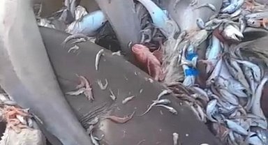 Yer yine Mersin: Bu kez 8 köpekbalığı ağlara takıldı