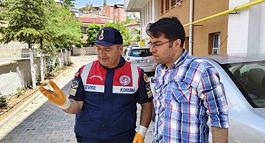 Yerköy'de nesli tükenmekte olan bozkır keleri görüldü