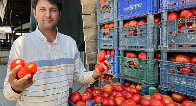 Yerli domates çıktı