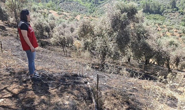 Yeşilyurt'taki yangında zarar gören tarım alanlarında hasar tespit çalışması yapıldı