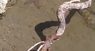 Yılan, avladığı balığı çıkan sesle bıraktı