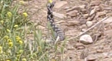 Yılanların dansı görüntülendi