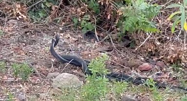 Yılanların dansı görüntülendi