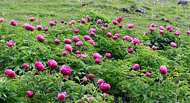 Yılda 10 gün açıyor: Bu çiçeği koparmanın cezası yarım milyon