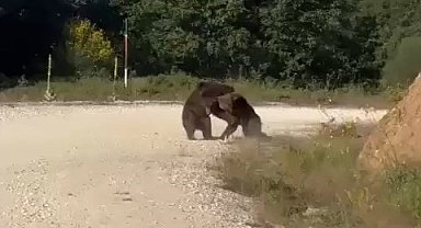 Yolun ortasında güreşe tutuşan ayılar, uçurumdan yuvarlandı