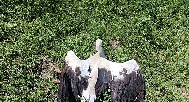 Yonca tarlasında yaralı leylek bulundu