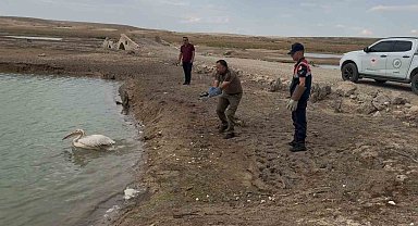Yorgun pelikan tedavisinin ardından doğaya bırakıldı