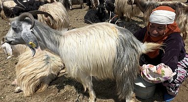 Yüksekova'da koyun sağma alanlarına gölgelikler kuruluyor