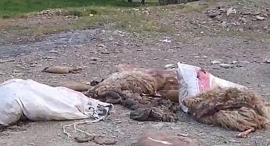 Yüksekova'da sakatatların yol kenarına atılmasına tepki