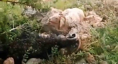 Yüksekova'da sürünün üzerine yıldırım düştü: 8 koyun telef oldu, çoban yaralandı