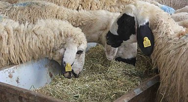 Zara'da kurbanlık pazarında durgunluk