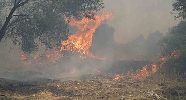 Zeytinlik alandaki yangın kısmen kontrol altına alındı