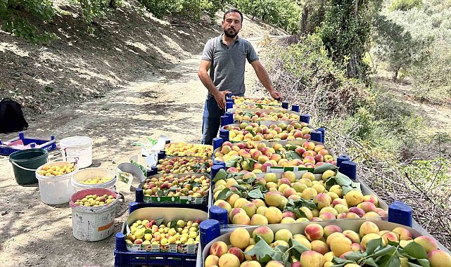 Zirai donu kayıpsız atlatan kayısıda bereketli hasat; 50 TL ile 70 TL arasında alıcı buluyor