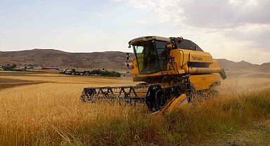 2.5 milyon dekar alanda ekildi, 800 bin ton ürün bekleniyor