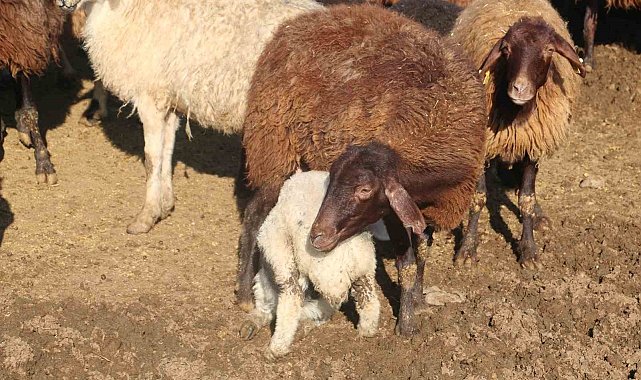 'Köyümde Yaşamak İçin Bir Sürü Nedenim Var' projesinde kredi limiti 1 milyon 200 bin liraya yükseltildi