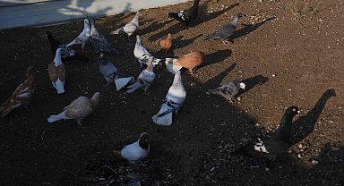 4 ayaklı olarak yumurtadan çıkan güvercin yavrusu 2 gün yaşayabildi