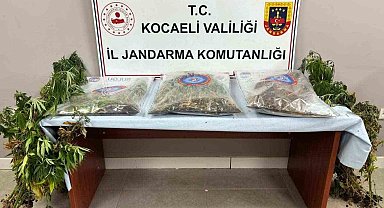 556 kök kenevir ve 5 kilo skunk ele geçirildi: 2 şüpheli tutuklandı