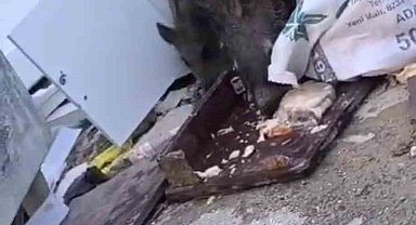 Aç kalan domuz sürüsü çöpte yiyecek aradı