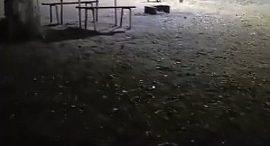 Aç kalan domuzlar, piknik alanında görüntülendi