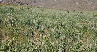 Adilcevaz'da aşırı soğuktan dolayı buğday başakları boş kaldı