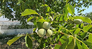 Adilcevaz'da ceviz rekoltesinde rekor beklenti