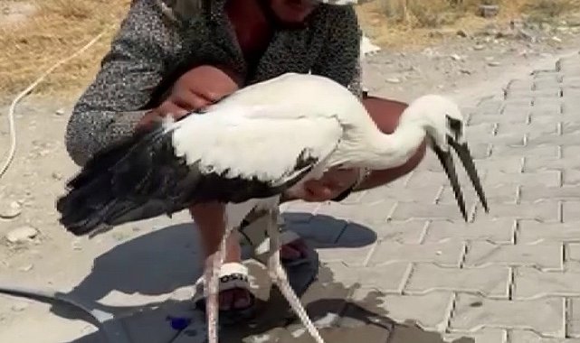 Adıyaman'da sıcaktan bayılan leyleği köylüler kurtardı