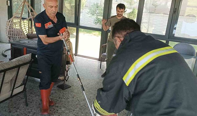 Afyonkarahisar'da yılan paniği