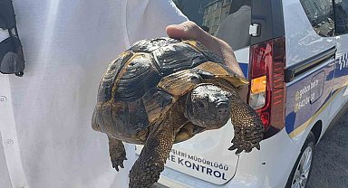 Ağaçlık alan ve gecekonduya sıçrayan yangın söndürüldü