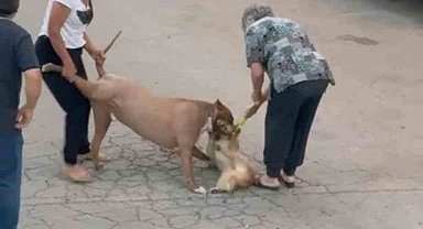 Ağızlıksız dolaştırılan pitbull, hem köpeğe hem de kendi sahibine saldırdı