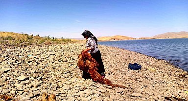 Ağrı'da asırlardır süregelen gelenek: Patnoslu kadınlar, çeyizlik yünleri yıkama mesaisine başladı