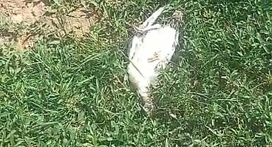 Ağrı'da başıboş köpekler dehşet saçtı: 25 hindi ve tavuk telef oldu