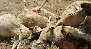 Aksaray'da sürüye saldıran kurt 25 koyunu telef etti