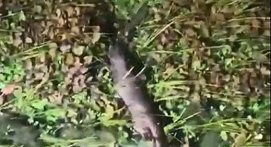 Akyaka'da nesli tükenme tehlikesindeki Su Samuru görüntülendi