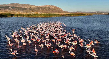 Allı turnalar izleyenleri mest etti