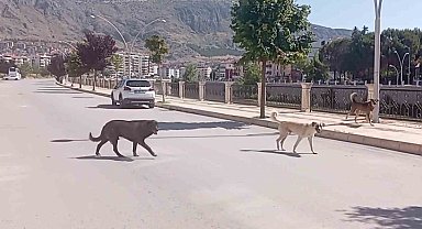 Amasya sokaklarında halkı korkutan 'köpek çetesi'