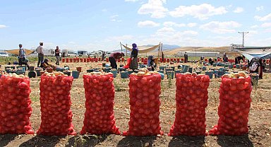 Amasya'da bu yıl soğan bol: Avrupa ve Rusya'ya da ihraç edildi
